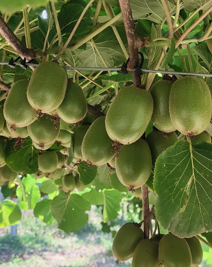 Kiwi